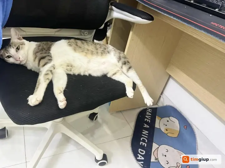 Tìm mèo thất lạc mèo ta tại chợ Mậu Lương, Hà Đông