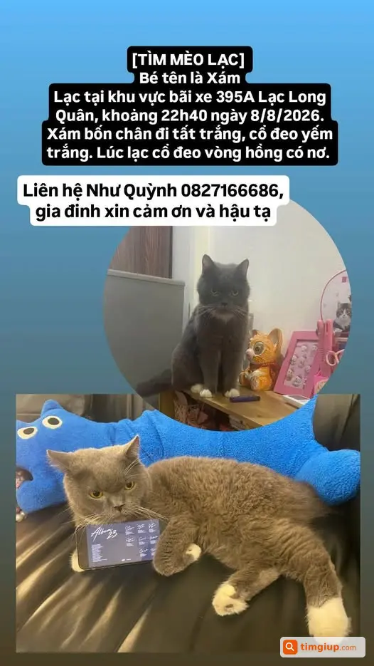 Tìm Mèo Xám Thất Lạc Tại Bãi Xe 395a Lạc Long Quân