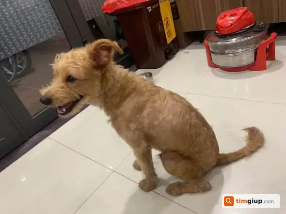 Tìm chó lạc khu Võng Thị, ngõ 16, Hồ Tây, Hà Nội cần tìm chủ