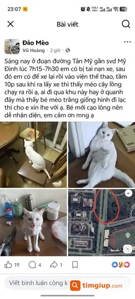 Mèo Anh Lông Ngắn Mắt Vàng Thất Lạc Tại Tân Mỹ Hà Nội