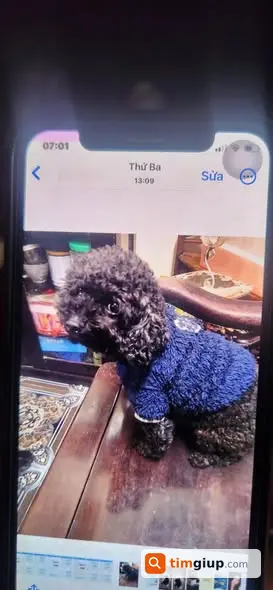 Tìm chó Poodle đen 5 tuổi thất lạc tại Bùi Thị Xuân Hà Nội