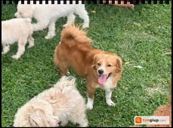 Tìm Chó Thất Lạc Màu Nâu Có Chòm Trắng Tại Quận 12