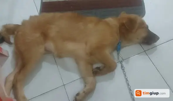 Tìm chó vàng chó ta lai Golden thất lạc tại Miếu Bình Đông