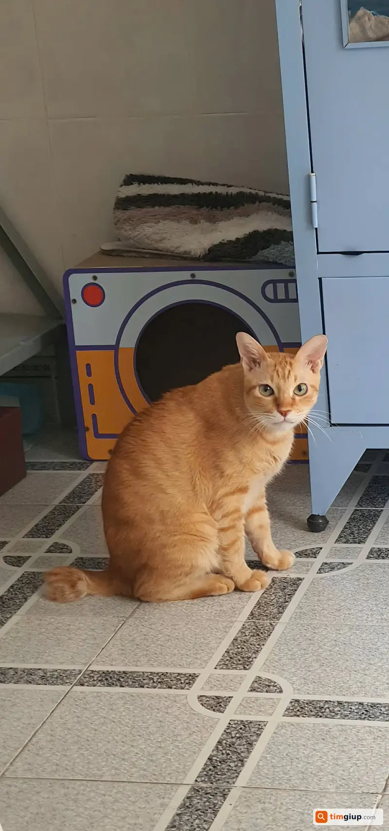 Tìm mèo Cam bị lạc tại Quận 7