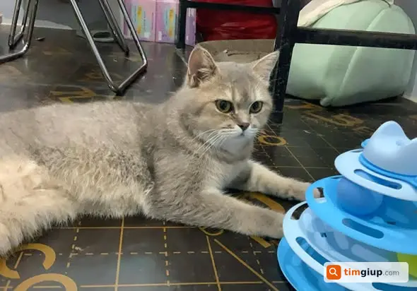 Tìm mèo xám thất lạc tại Thường Tín, Hà Nội