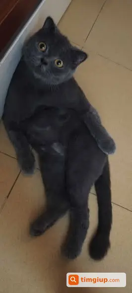 Tìm Mèo Scottish Fold Xám Thất Lạc Tại Hà Nội
