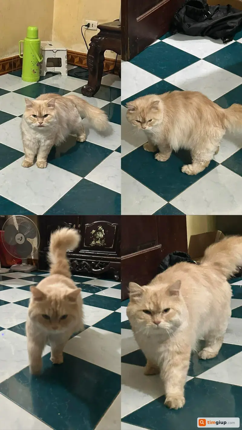 Tìm chó lạc tên Bắp tại khu vực Quan Hoa, Cầu Giấy, Hà Nội