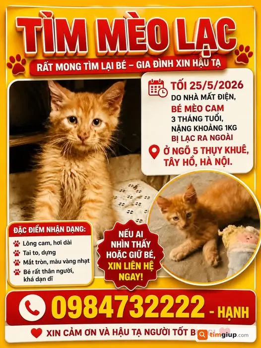 Tìm mèo Trứng Muối 3 tháng tuổi bị lạc chưa rõ khu vực