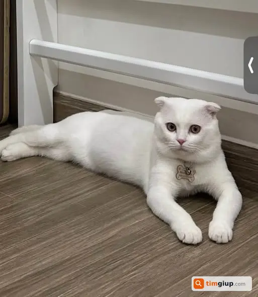 Tìm Mèo Scottish Fold Trắng Thất Lạc Tại Hud Vân Canh
