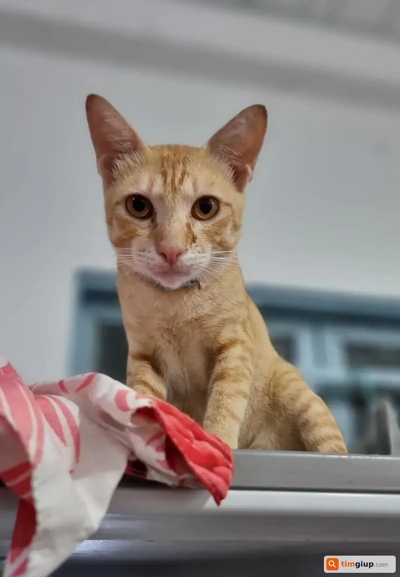 Tìm mèo vàng cam tên Terry thất lạc tại Cần Thơ