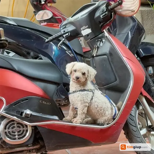 Tìm chó Poodle đực lông ngắn lạc tại ngã 3 Ba La Hà Đông