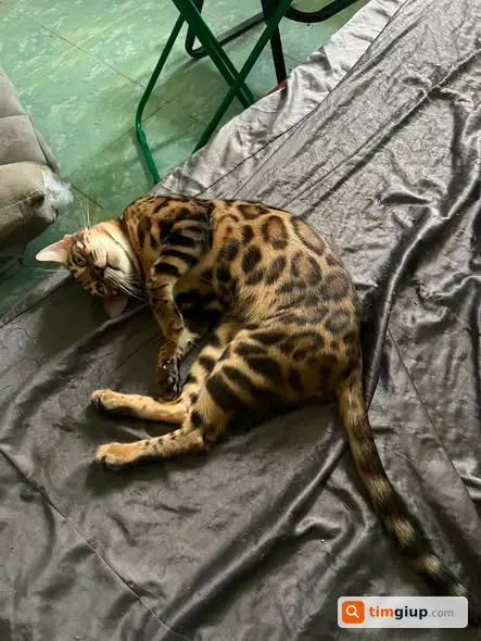 Tìm Mèo Bengal Nâu Thất Lạc Tại Linh Đông, Thủ Đức