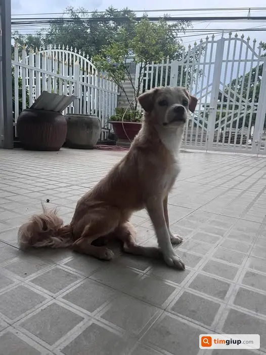 Tìm chó thất lạc gần chợ Nhà Bàng, Tịnh Biên cần hỗ trợ