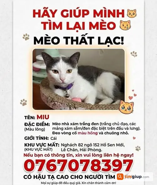 Tìm mèo Miu đeo vòng cổ hồng lạc tại Lê Chân, Hải Phòng