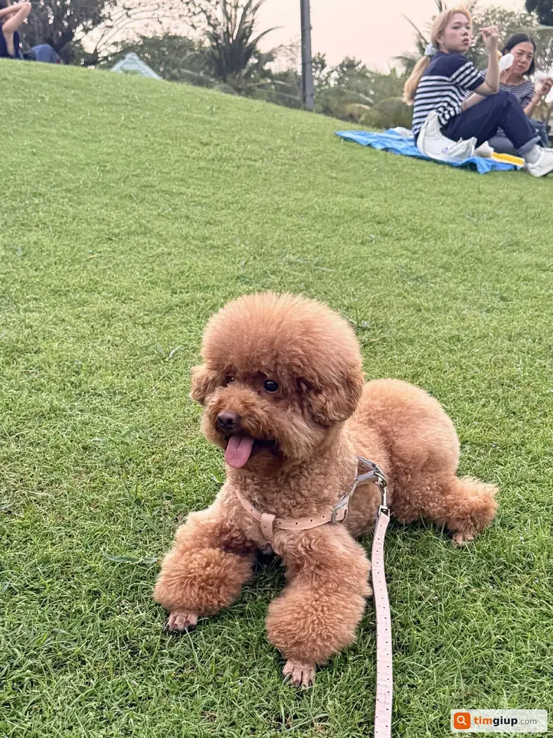 Tìm chó Poodle màu nâu tên Lucy thất lạc tại Quận 7, TP.HCM