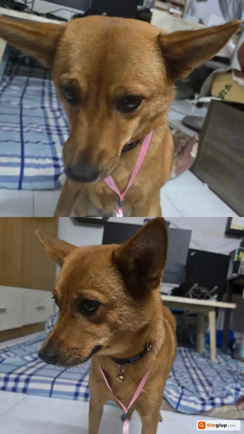 Tìm bé chó cỏ tên Lucky bị lạc tại Quận Bình Tân, TP.HCM