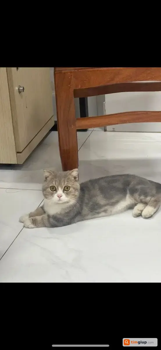 Tìm mèo đực chân ngắn vện tên Sang thất lạc tại Thủ Đức
