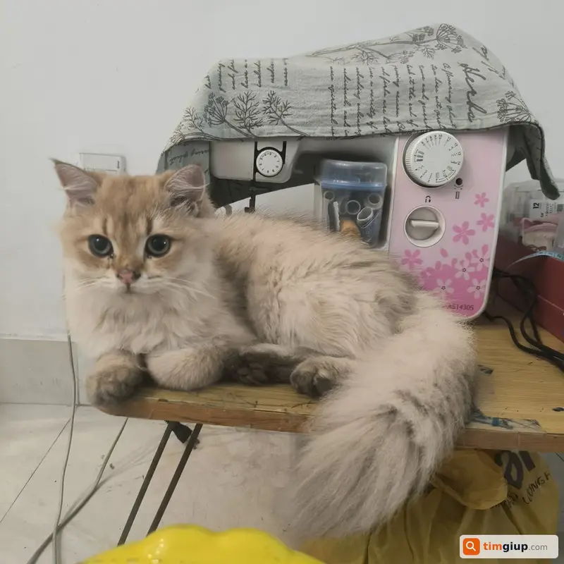 Tìm mèo ta lai Tây tên Pao thất lạc tại Gò Vấp, TP.HCM