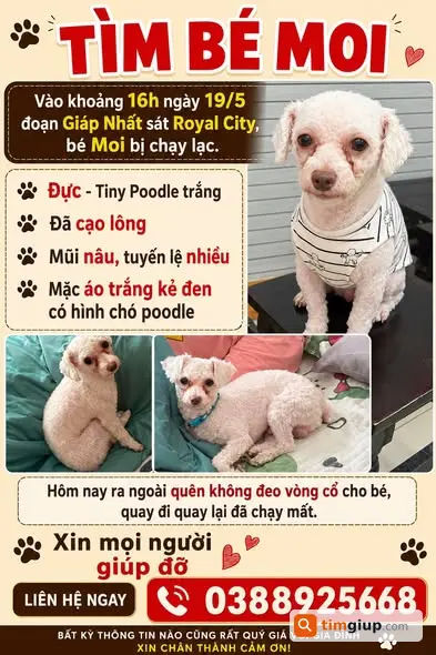 Tìm chó Tiny Poodle trắng tên Moi lạc tại Giáp Nhất