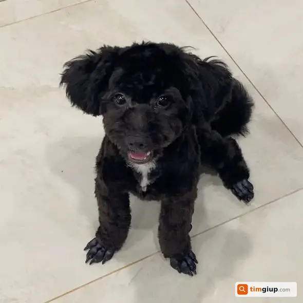 Tìm Chó Poodle Lai Đen Nâu Thất Lạc Tại Long Biên, Hà Nội