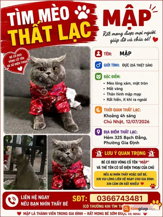 Tìm Mèo Mập Lông Xám Thất Lạc Tại Hẻm 325 Bạch Đằng