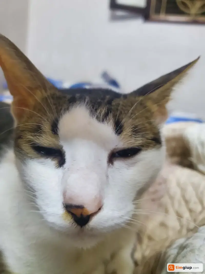 Tìm mèo ta tên Béo thất lạc tại Đội Cấn, Ba Đình, Hà Nội