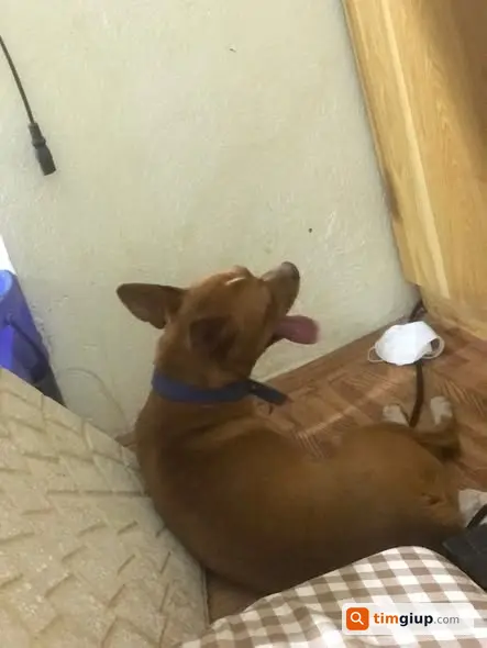 Tìm Chó Đực Có 2 Xoáy Thất Lạc Khu Vực Minh Khai, Hà Nội