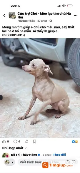 Thú Cưng Thất Lạc, Mong Mọi Người Giúp Tìm Lại Em Nó