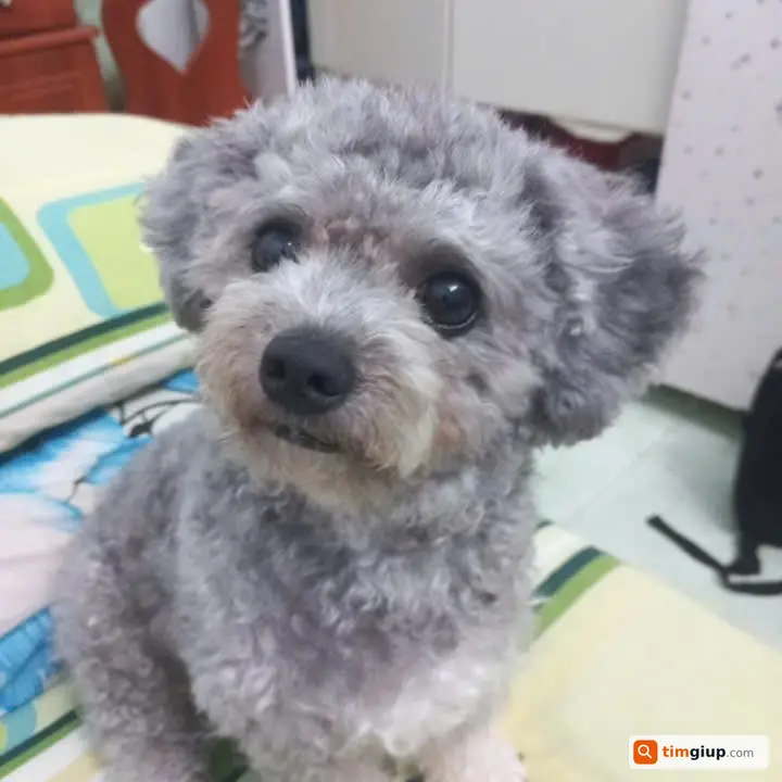 Tìm chó Poodle xám tên Fox lạc tại Tam Long, TP.HCM