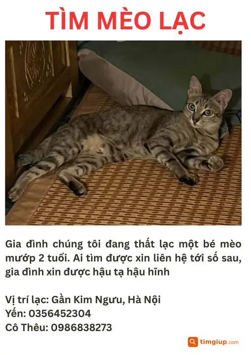 Mèo Mướp 2 Tuổi Thất Lạc Gần Kim Ngưu, Hà Nội
