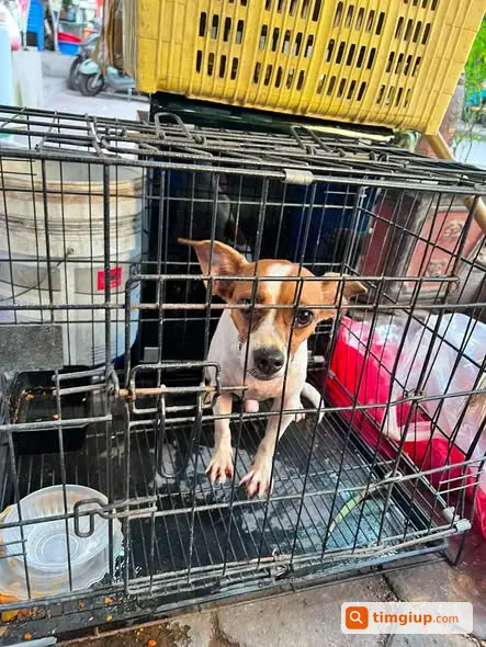 Tìm Chó Thất Lạc Khu Vực Đình Mai Động, Minh Khai, Hà Nội