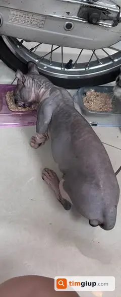 Tìm Mèo Thất Lạc Chíp Giống Sphynx Ở Khu Trung Sơn Himlam