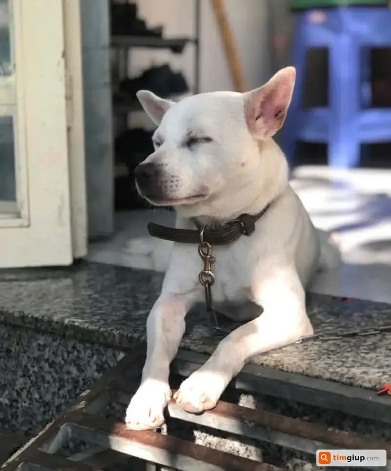 Tìm bé chó tên Mỡ thất lạc tại Quận 7, TP.HCM