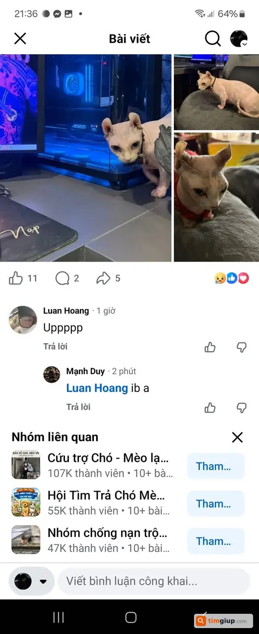 Tìm mèo thất lạc, có hậu tạ và liên hệ qua số điện thoại