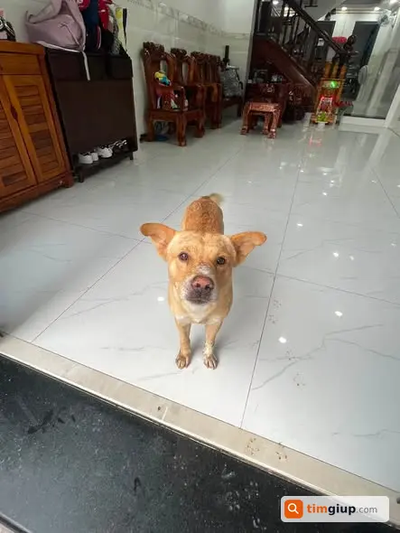 Tìm Thú Cưng Thất Lạc, Bé Yêu Mất Liên Lạc Cần Tìm