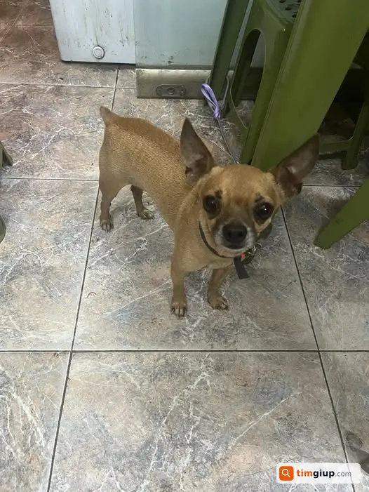 Nhặt được chó Chihuahua thất lạc, liên hệ tại Hà Nội