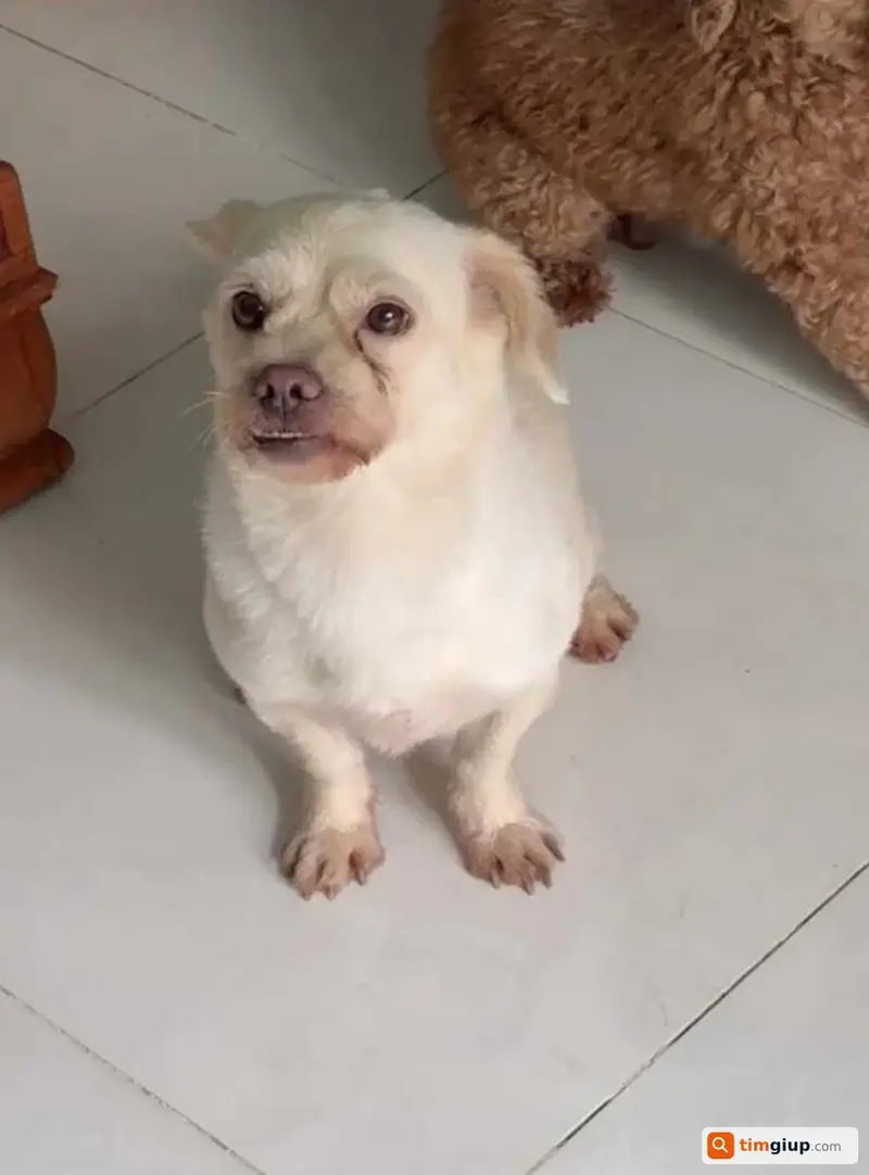 Tìm bé chó tên Sữa bị lạc tại huyện Nhà Bè, TP.HCM