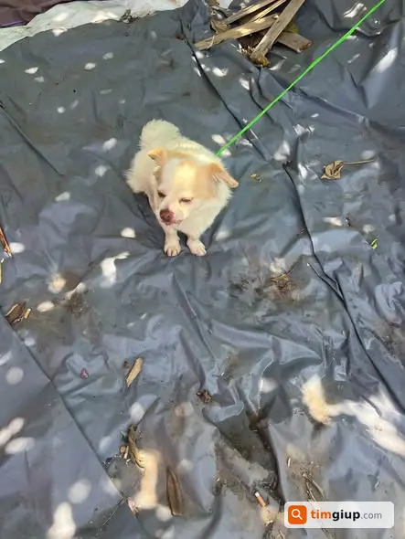 Chó tìm chủ khu vực Nguyễn Hữu Thọ, Bến xe Nước Ngầm, Hà Nội