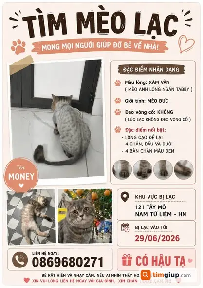 Tìm Mèo Thất Lạc Tại 121 Tây Mỗ, Nam Từ Liêm