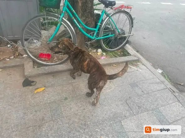 Nhặt Được Chó Con Như Ảnh Tại Nguyễn Chí Thanh, Hà Nội