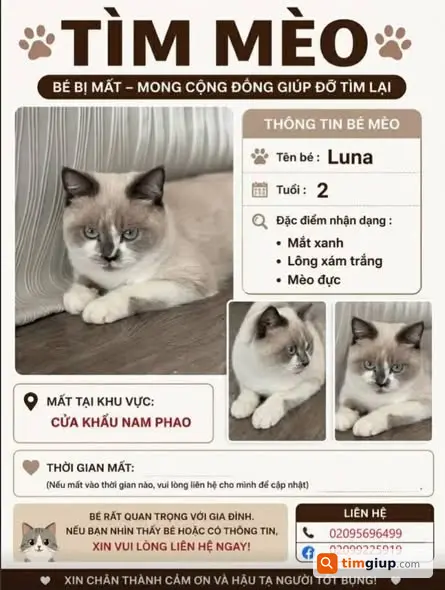 Tìm mèo xám trắng mắt xanh thất lạc gần cửa khẩu Nam Phao