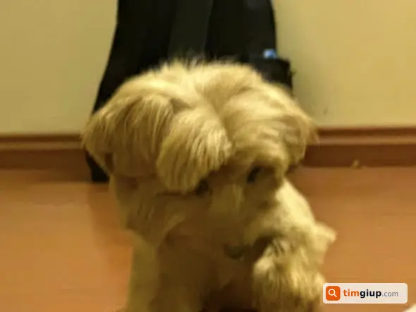 Tìm chó Poodle lai tên Mỡ lạc tại Nguyễn Khả Trạc, Hà Nội