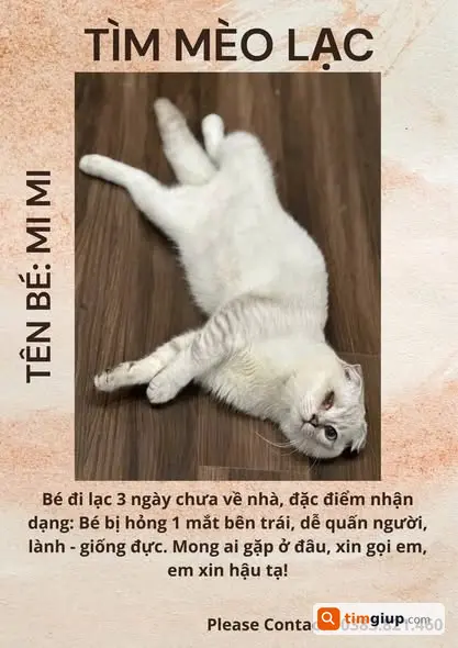 Tìm Chó-Mèo Thất Lạc Mi Mi Mất Một Mắt, Bé Đực Tại Hà Nội