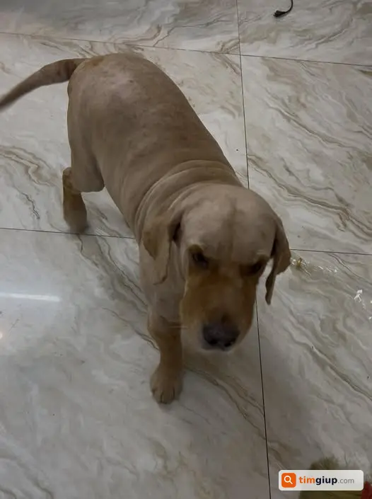 Tìm chó Golden đực 40kg bị lạc tại ngõ 20 Đặng Thai Mai, Hà Nội