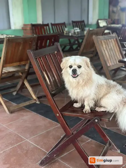 Tìm chó xù trắng lạc tại Nam Phước ngày 9/5 cần tìm gấp