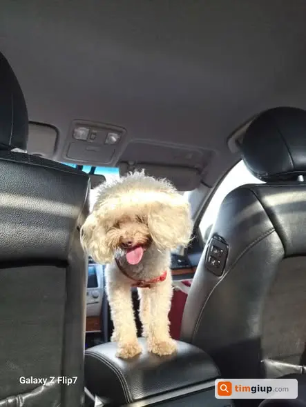 Tìm Chó Poodle Đực 4kg Thất Lạc Tại The Emerald Mỹ Đình