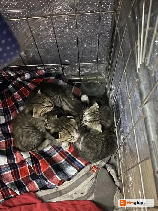 Cần mèo mẹ hỗ trợ chăm 5 bé mèo sơ sinh tại Hà Nội
