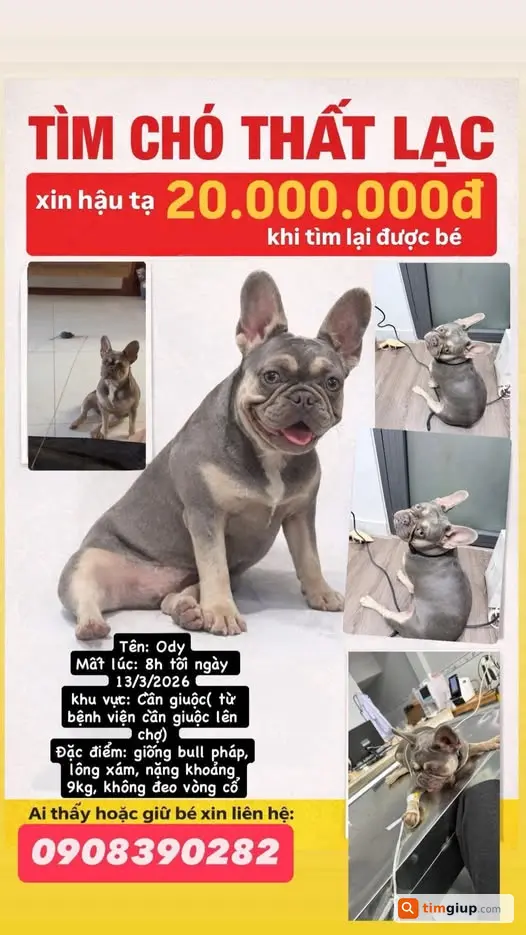 Tìm chó Ody thất lạc tại Cần Giuộc, Long An