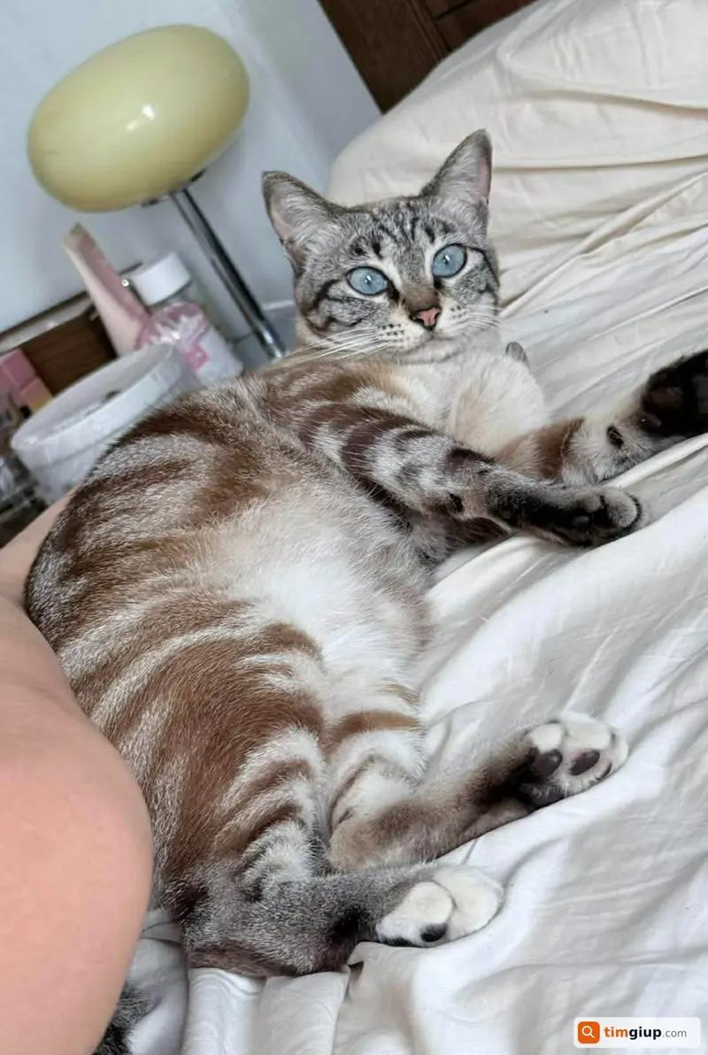 Tìm mèo mướp vằn tên Bo lạc tại khu vực Trần Khát Chân, Hà Nội