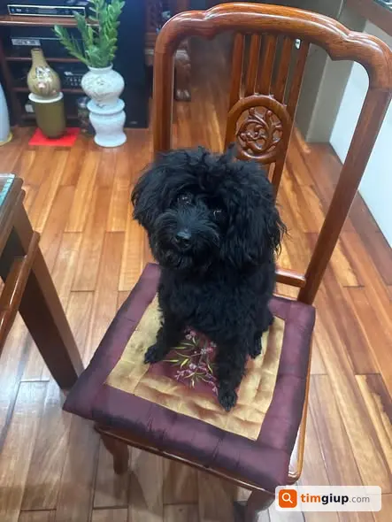 Tìm chó Poodle đen Mun lạc tại ĐH Thủy Lợi, Hà Nội